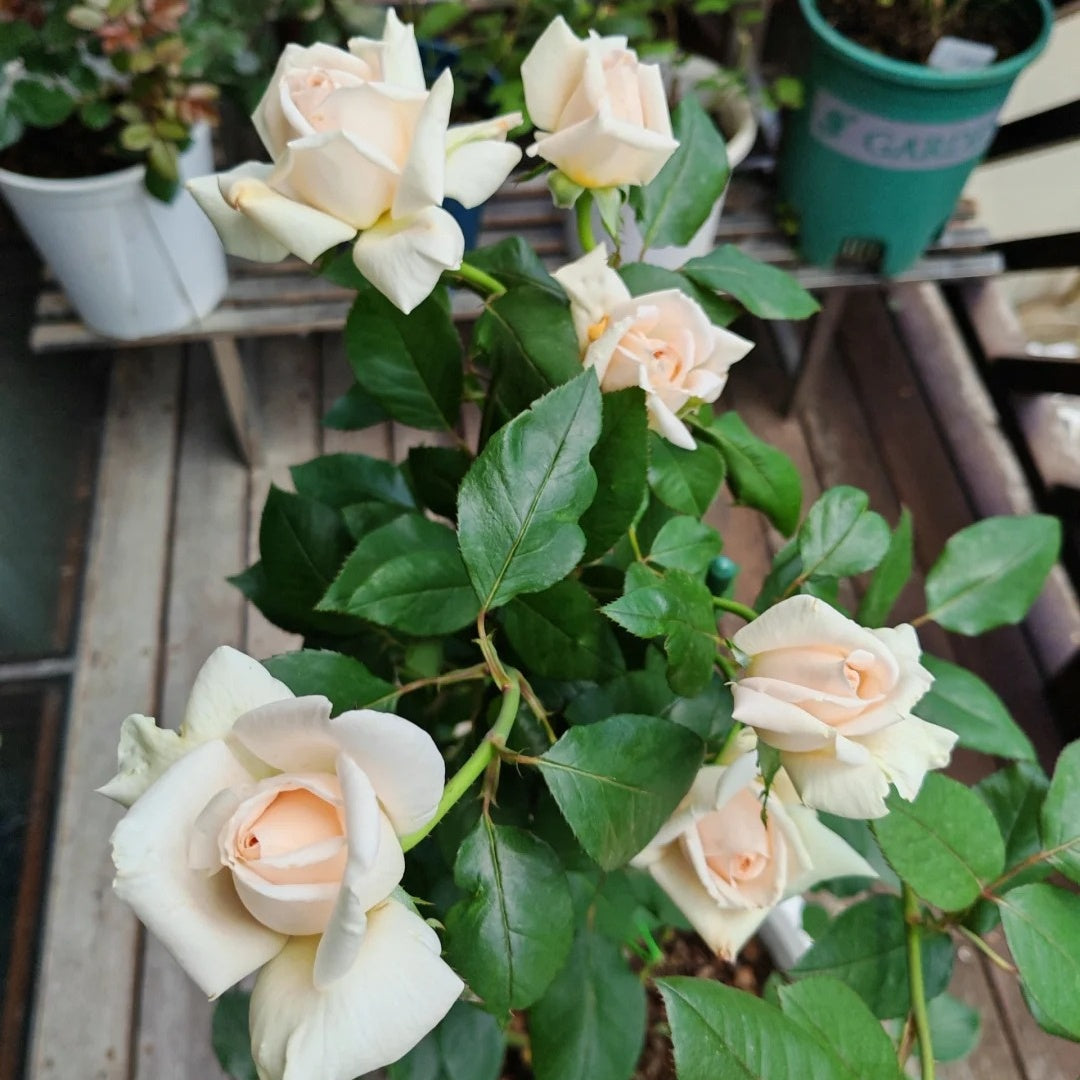Trésor du Jardin Rose