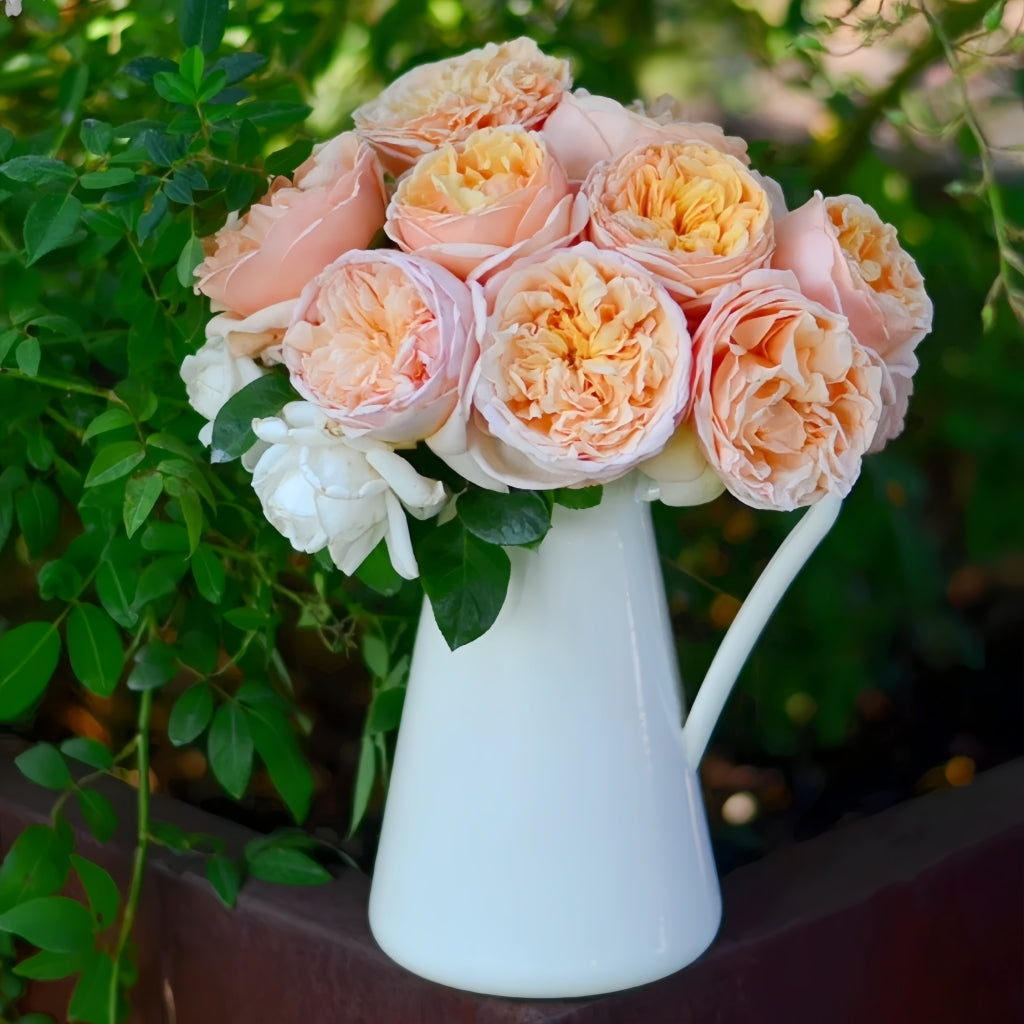 Tropicana Rose