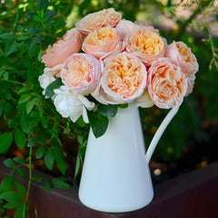 Tropicana Rose