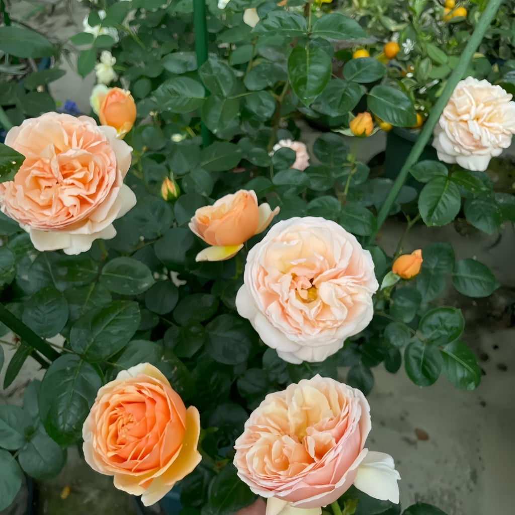 Tropicana Rose
