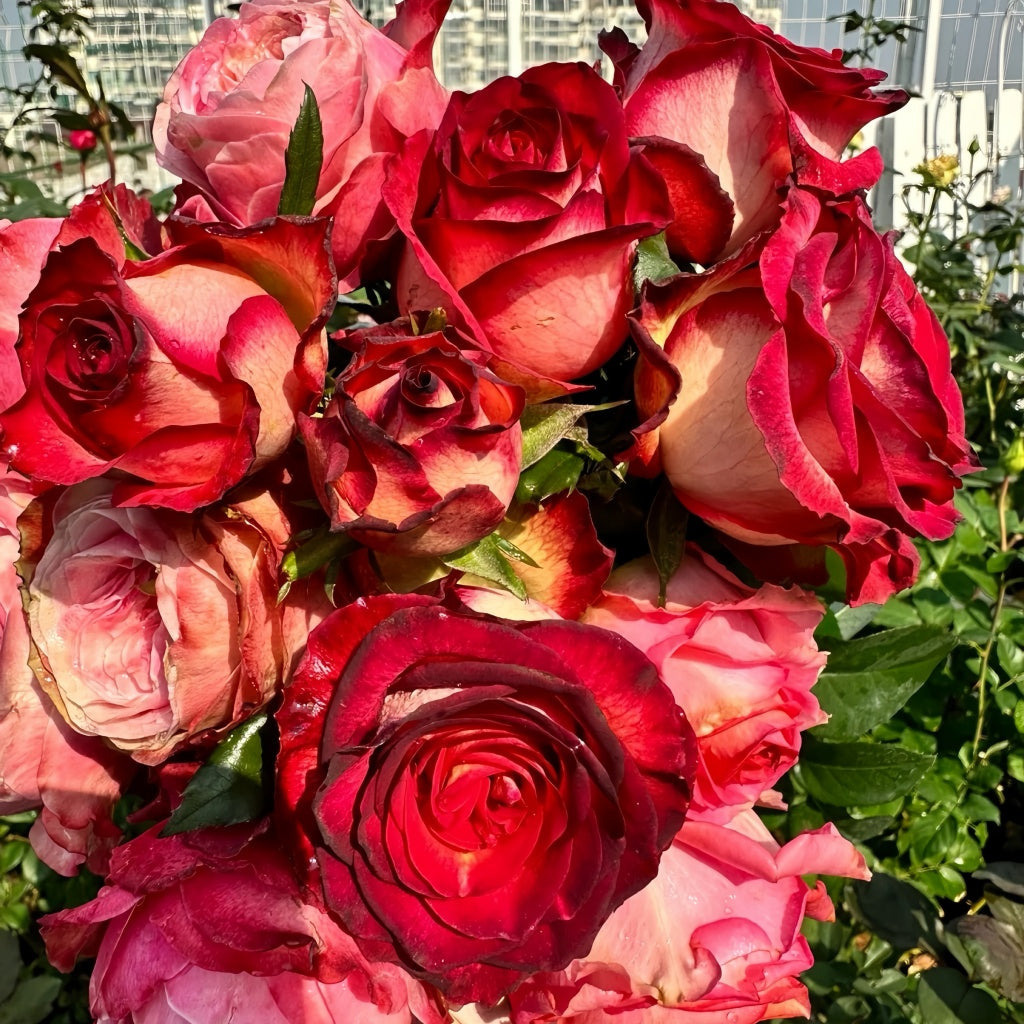 Tsar Rose