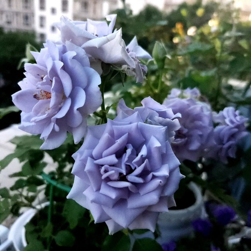 Turned Out Roses Turn Blue Rose – Rosesplant