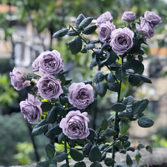 Turn Blue Rose – Rosesplant