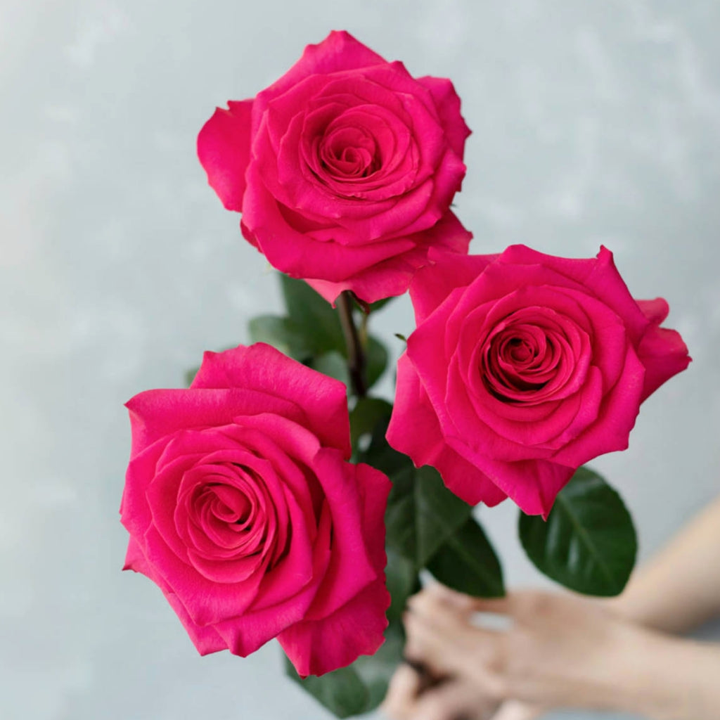 VIPink Rose