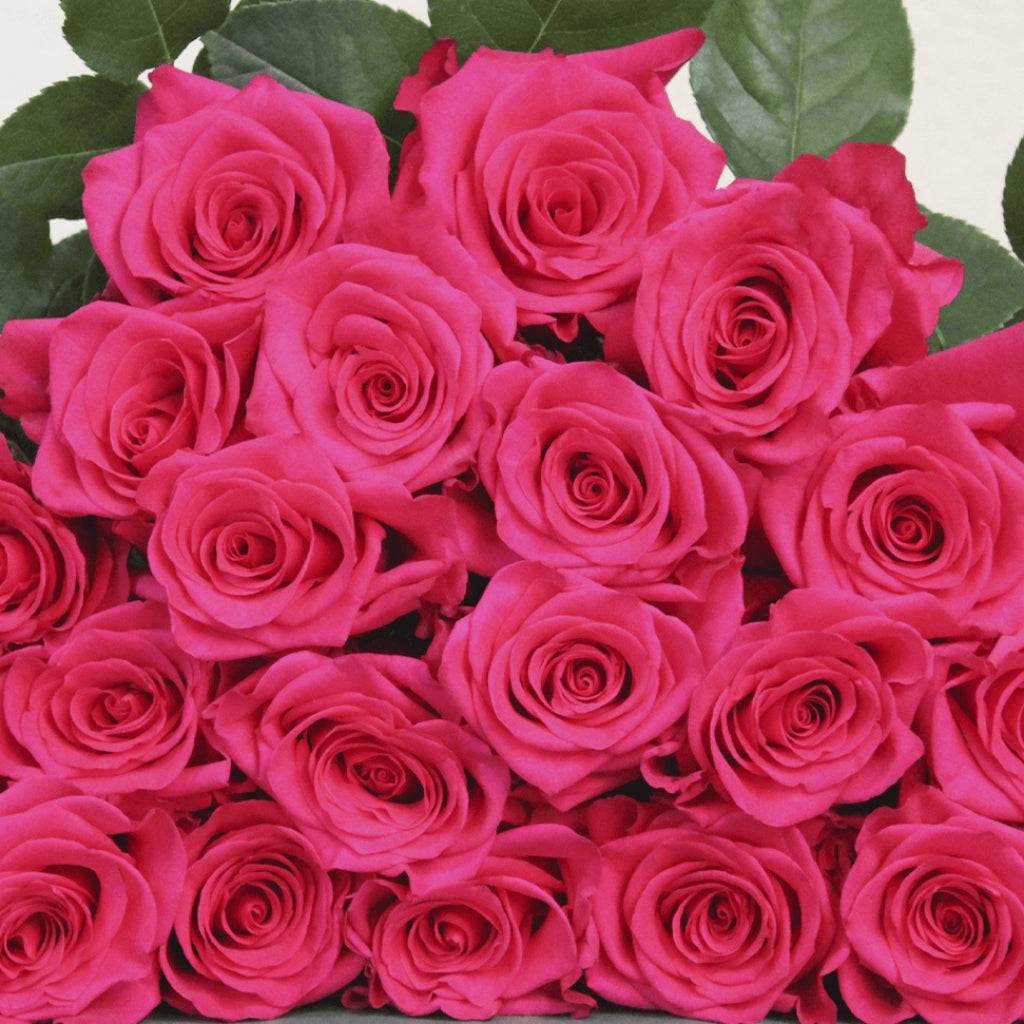 VIPink Rose