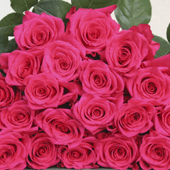 VIPink Rose
