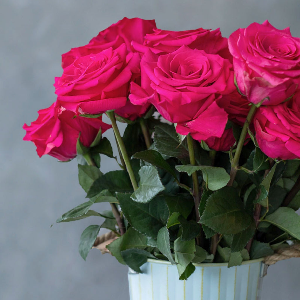 VIPink Rose