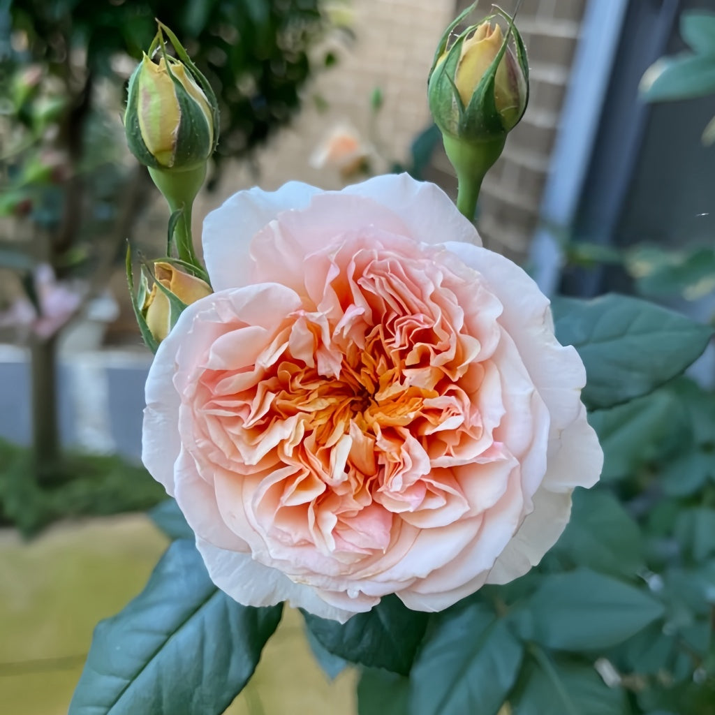 Versigny Rose-维尔西尼