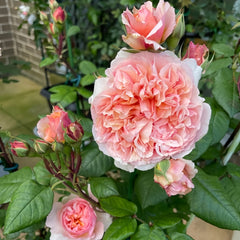 Versigny Rose-维尔西尼