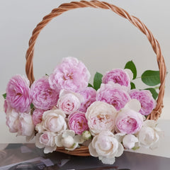 Vesalius Rose