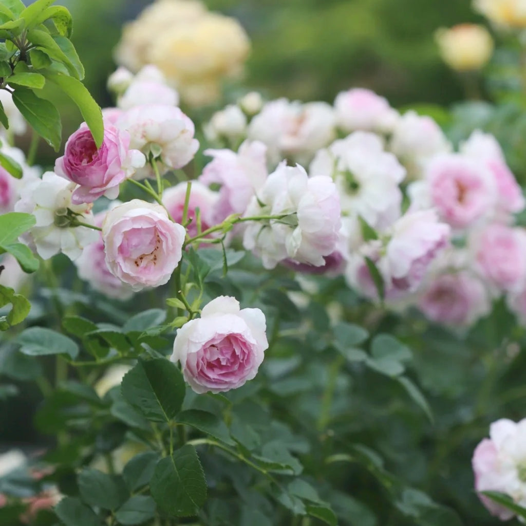 Vesalius Rose