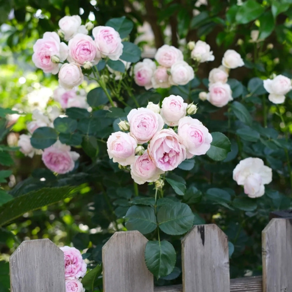 Vesalius Rose