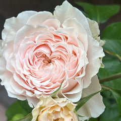 Victoria Bride Rose