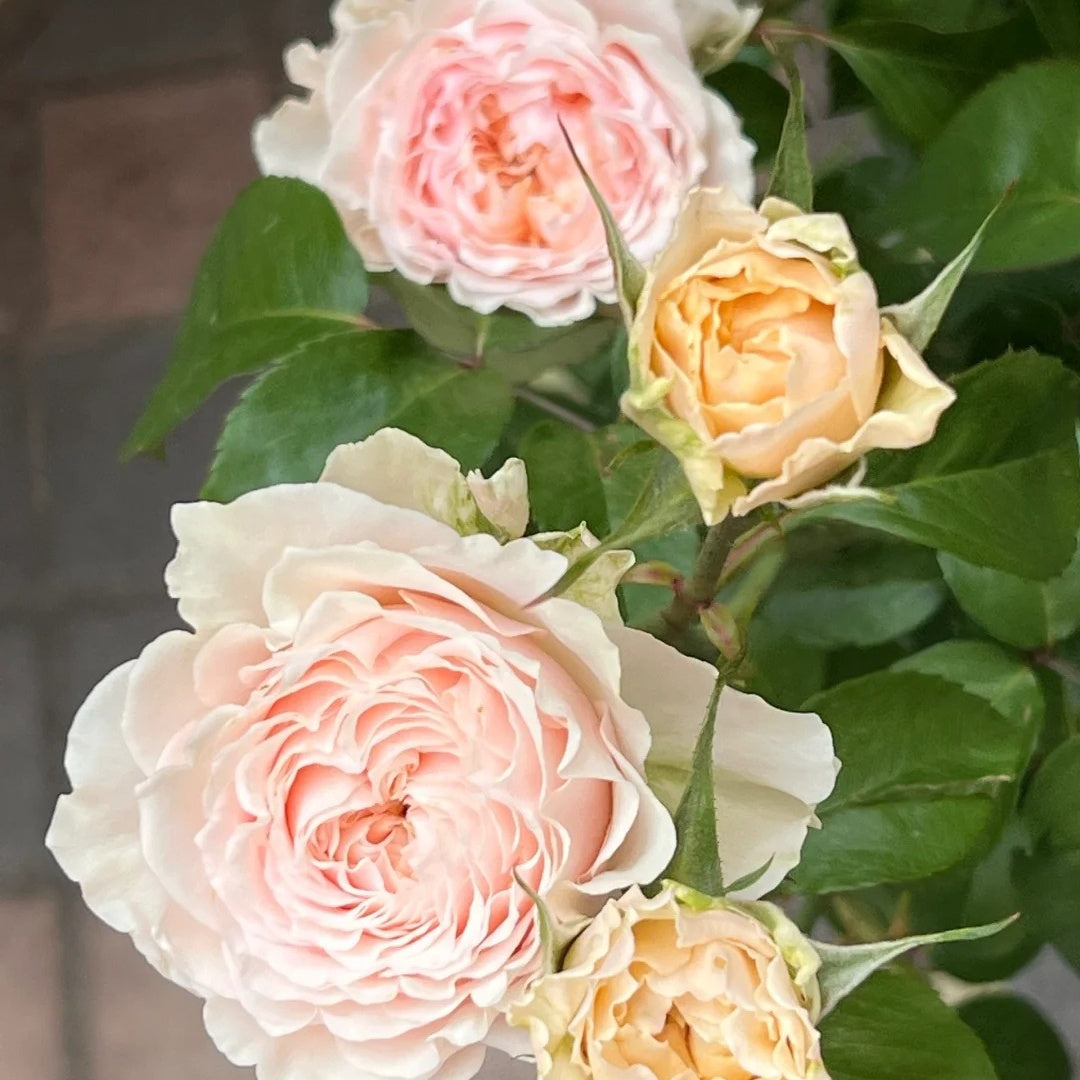 Victoria Bride Rose