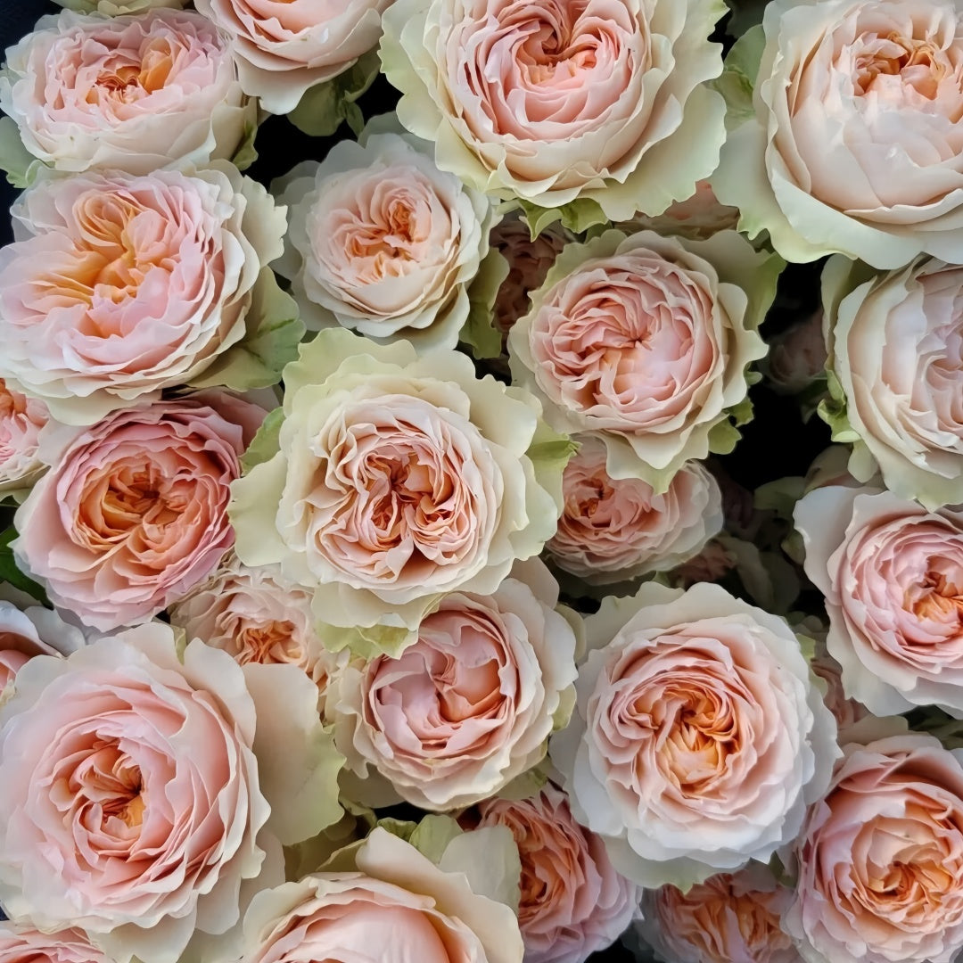 Victoria Bride Rose