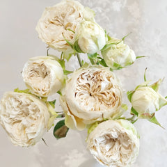 Victoria Wedding Rose