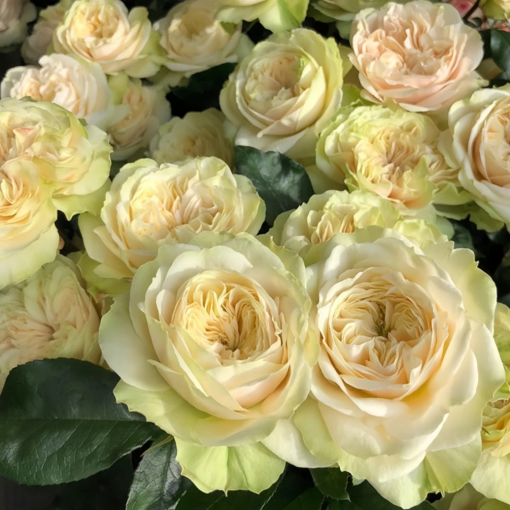 Victoria Wedding Rose