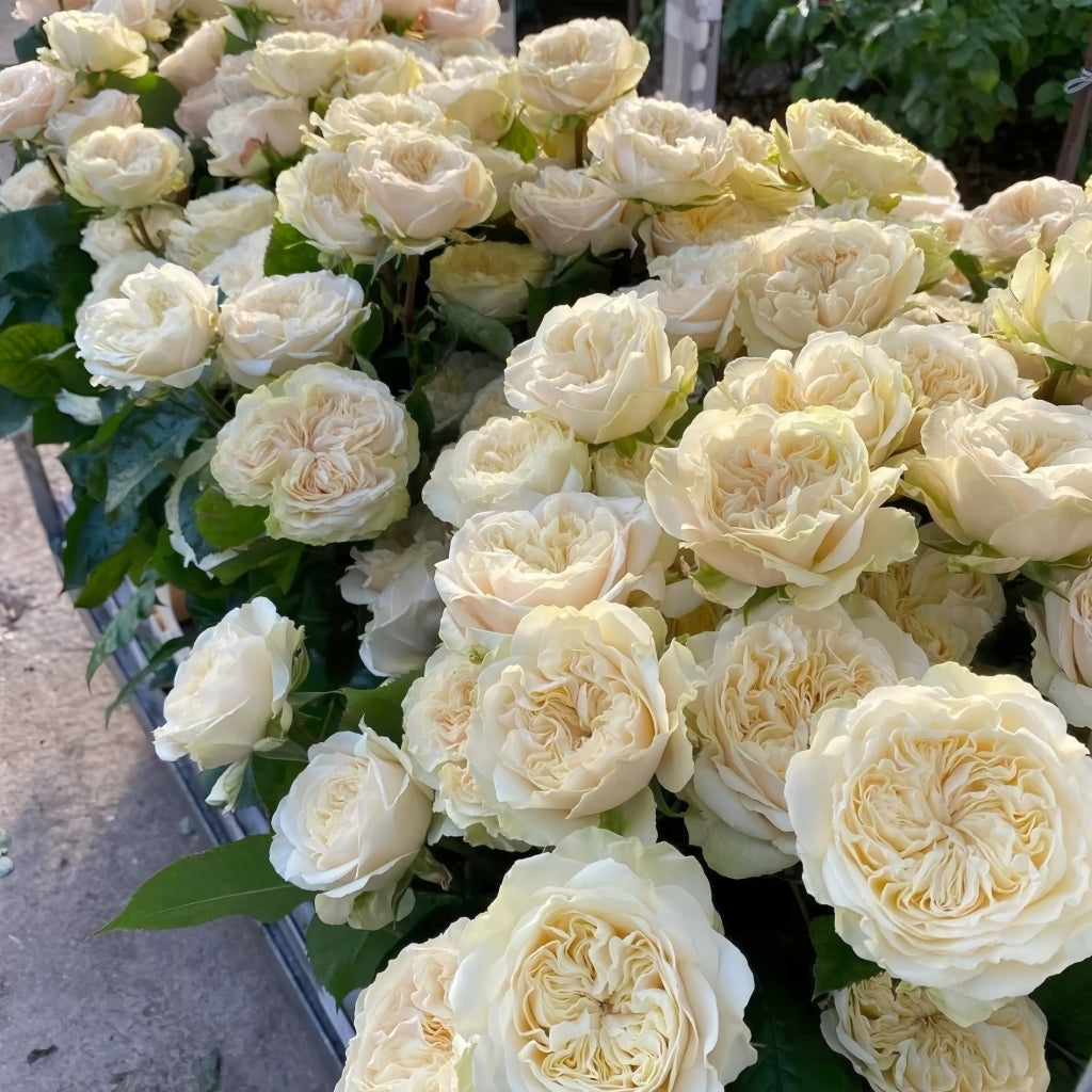 Victoria Wedding Rose