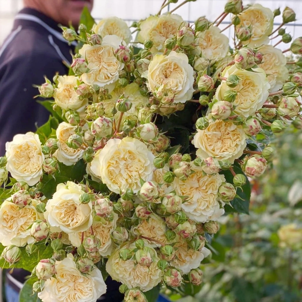 Victoria Wedding Rose