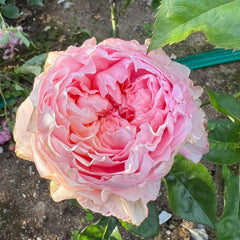 Victorian Kiss Rose