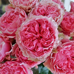 Victorian Kiss Rose