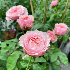 Victorian Kiss Rose