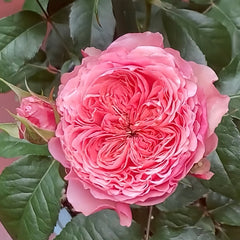 Victorian Kiss Rose