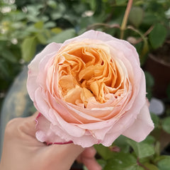 Victorian Peach Rose-维多利亚蜜桃