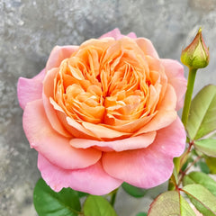 Victorian secret Rose