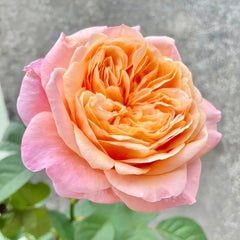 Victorian secret Rose