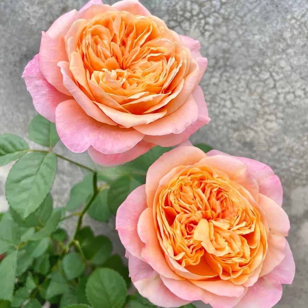 Victorian secret Rose