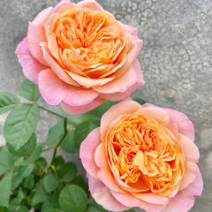 Victorian secret Rose