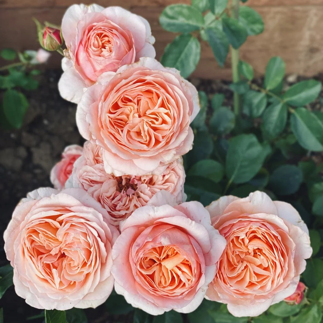 Victorian secret Rose