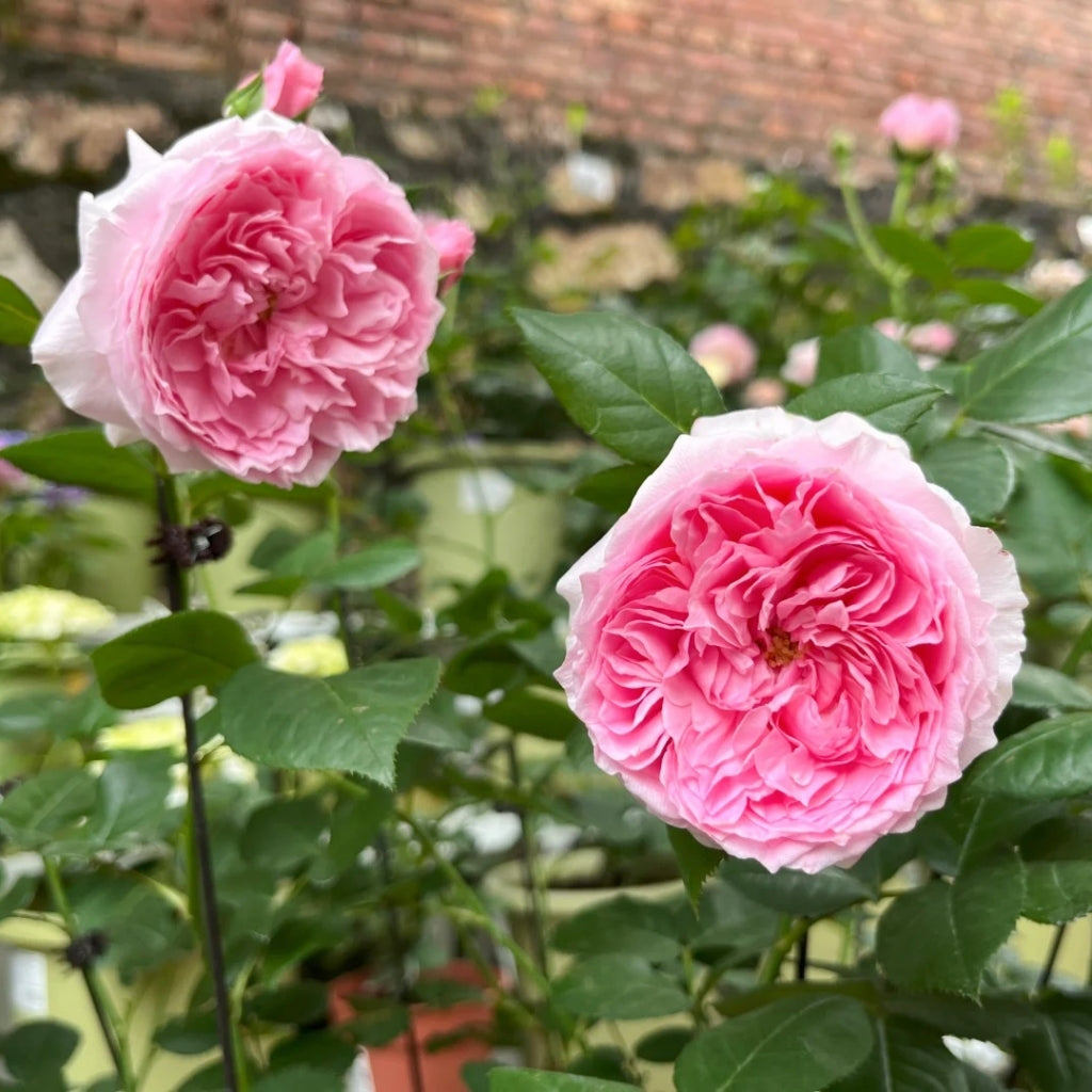 Wanshan Rose
