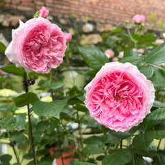 Wanshan Rose