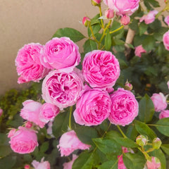 Wanshan Rose