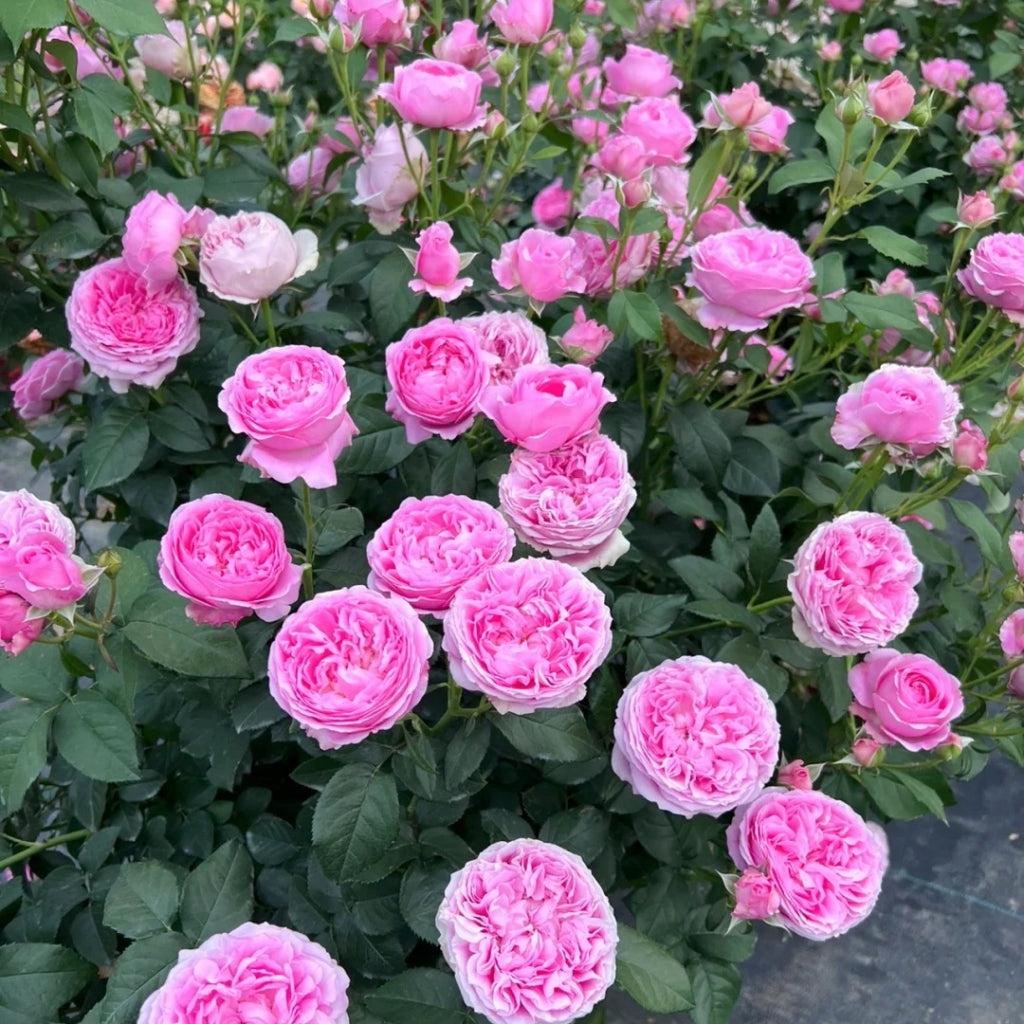 Wanshan Rose