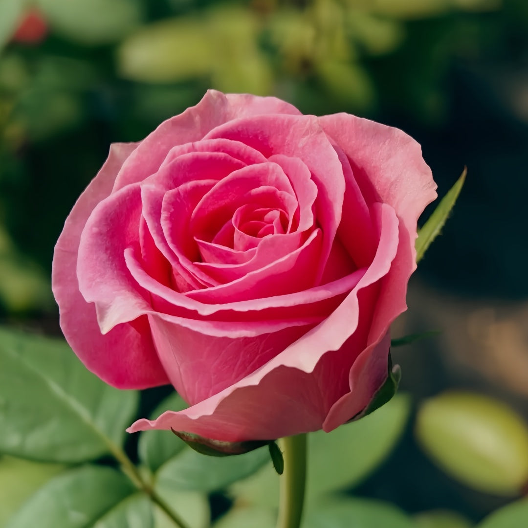 Water Game Rose