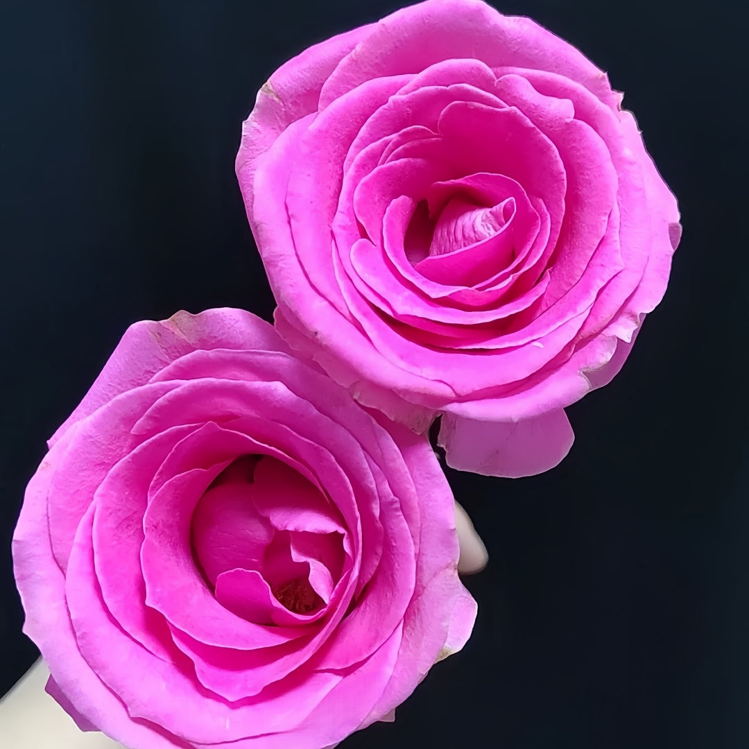 Water Game Rose
