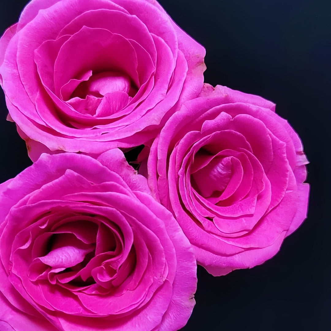 Water Game Rose