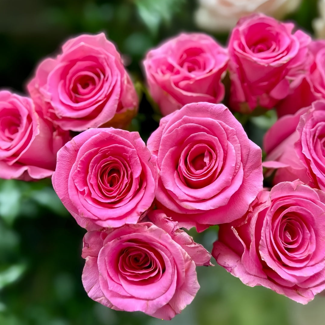 Water Game Rose