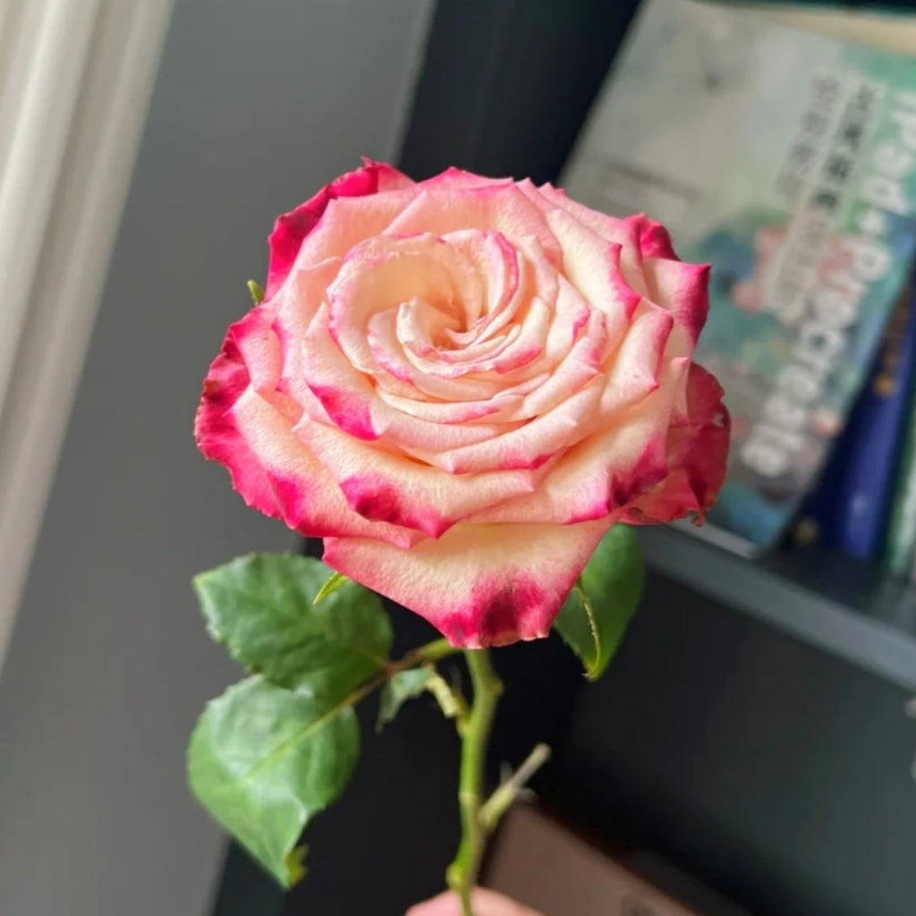 Watercolor Brush Rose