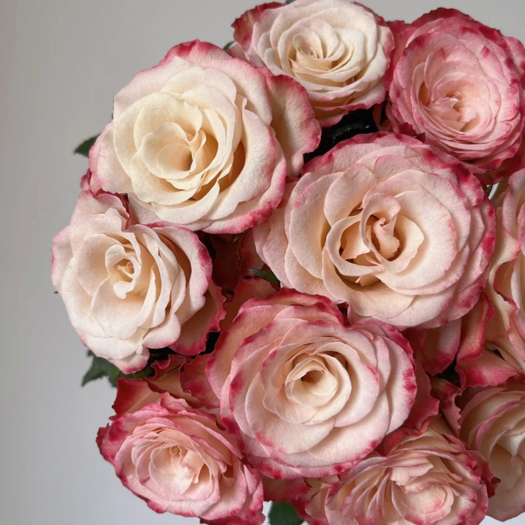 Watercolor Brush Rose