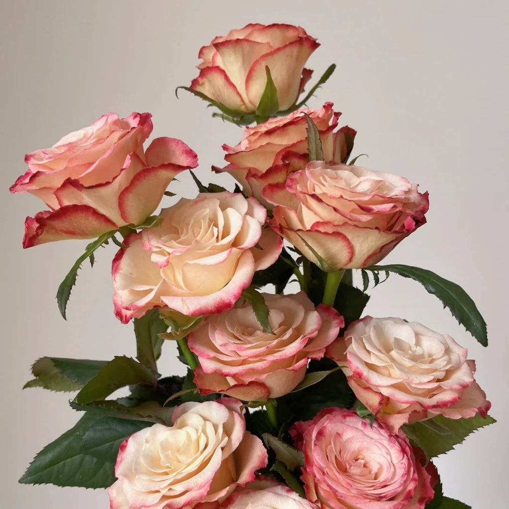 Watercolor Brush Rose