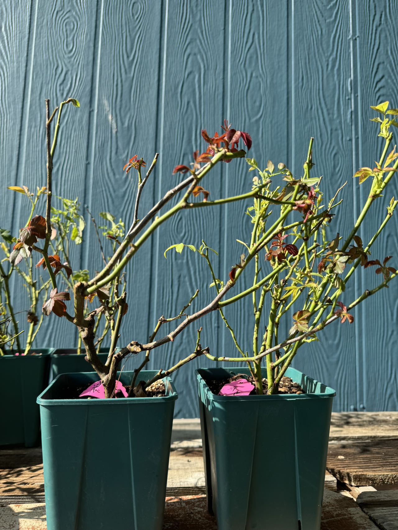 Best Time to Plant Roses: A Seasonal Guide – Rosesplant