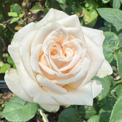 Wedding Spirit Rose