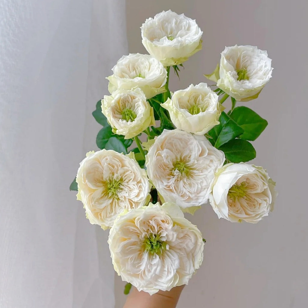 Whitby Abbey Rose – Rosesplant