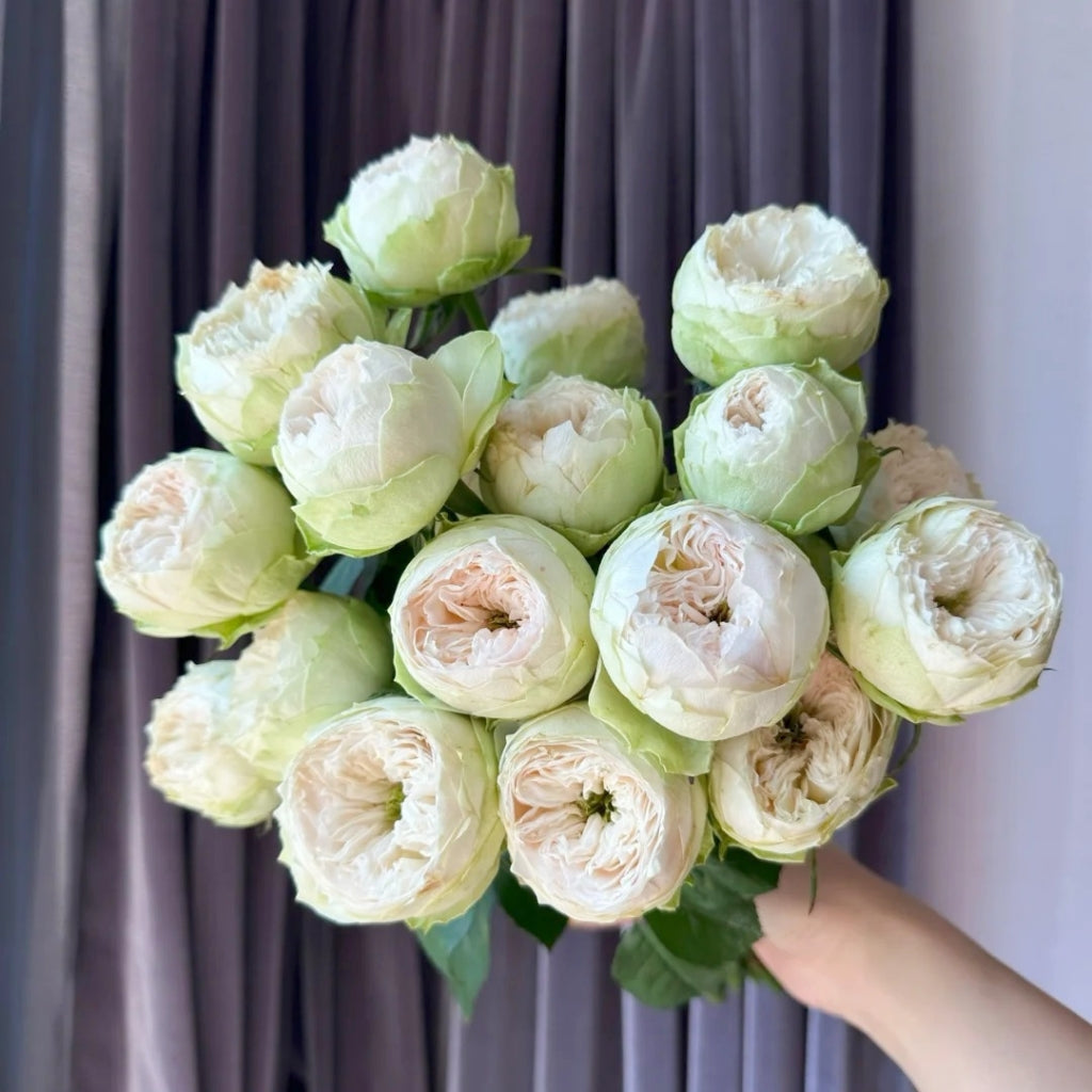 Whitby Abbey Rose – Rosesplant