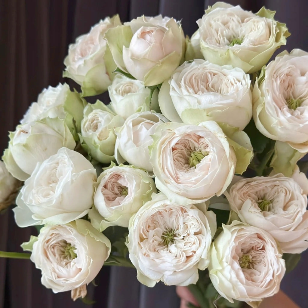 Whitby Abbey Rose – Rosesplant