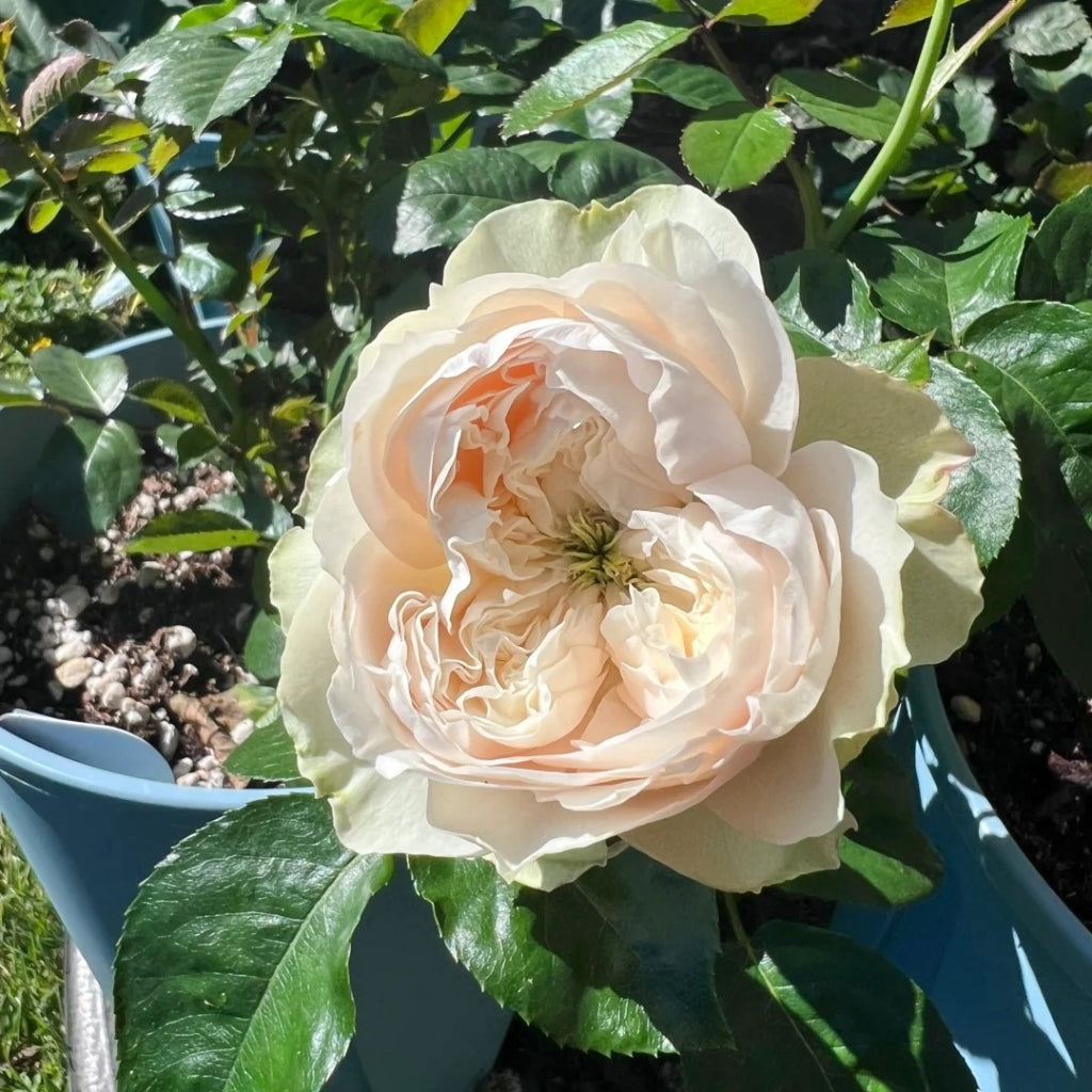 Whitby Abbey Rose – Rosesplant